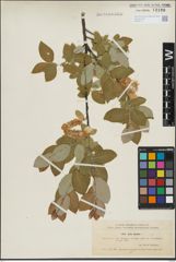 Foto von Salix hastata L.